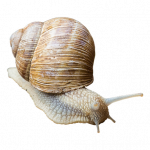 Is your computer going as slow as a snail?